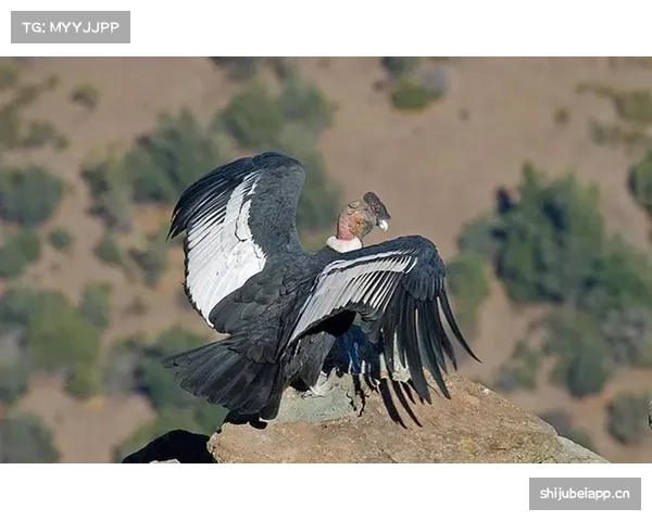 秘鲁格雷罗法尔范传承旗帜 安第斯雄鹰依赖老将大赛经验